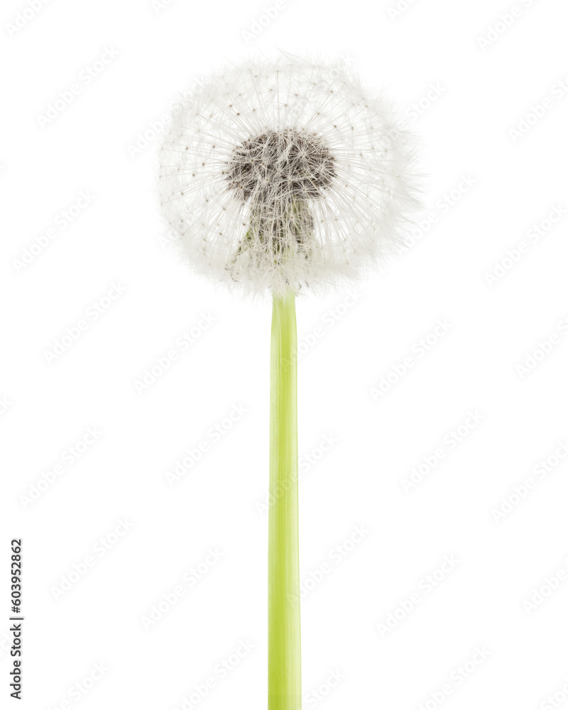 dandelion isolated on white background, full depth of field dandelion isolated on white background, full depth of field