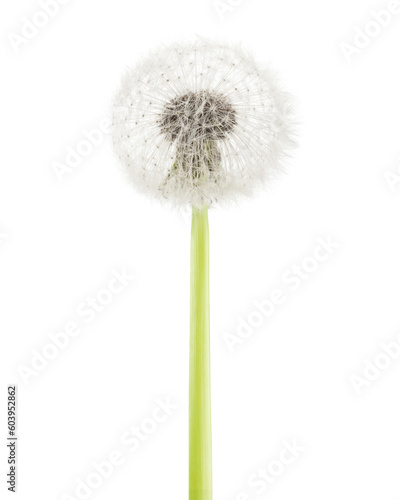 dandelion isolated on white background  full depth of field