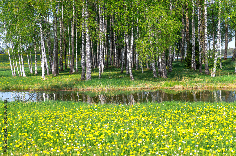 Obraz premium Latvian landscape with a white birch grove and a blooming dandelion field on a sunny spring day