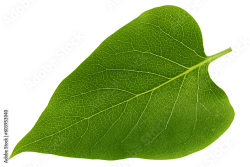 Lilac leaf isolated on white background, full depth of field