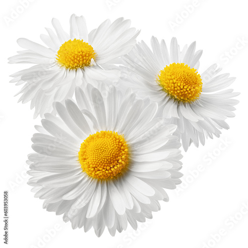 chamomile isolated on white background  full depth of field