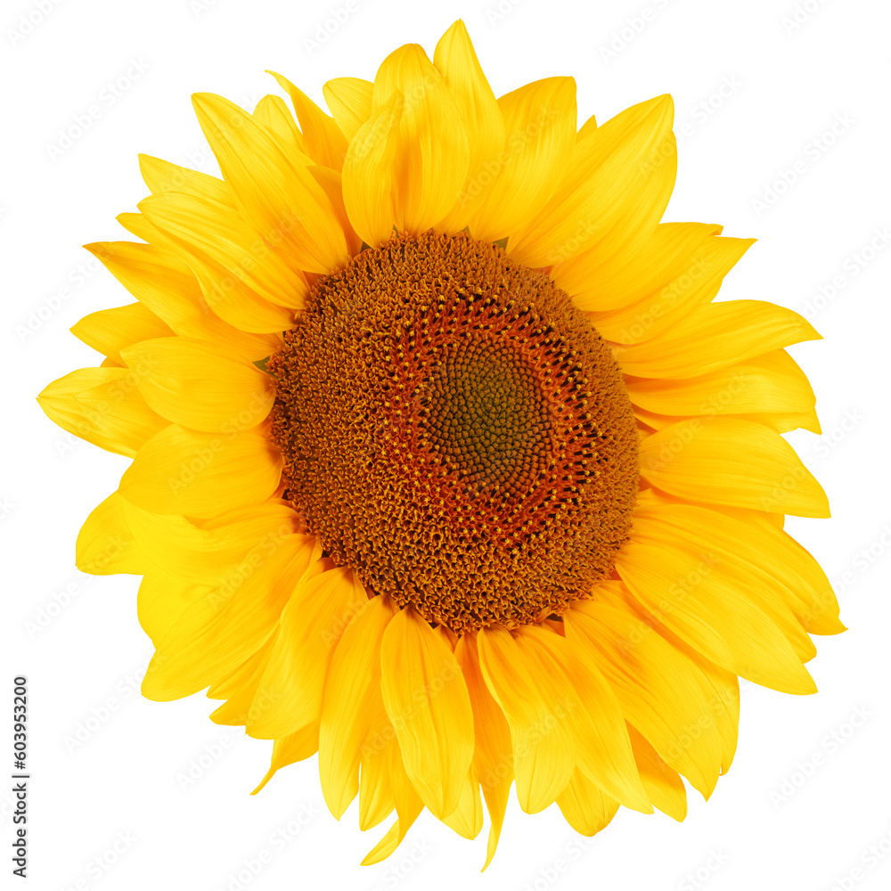 Fototapeta premium sunflower, isolated on white background, full depth of field