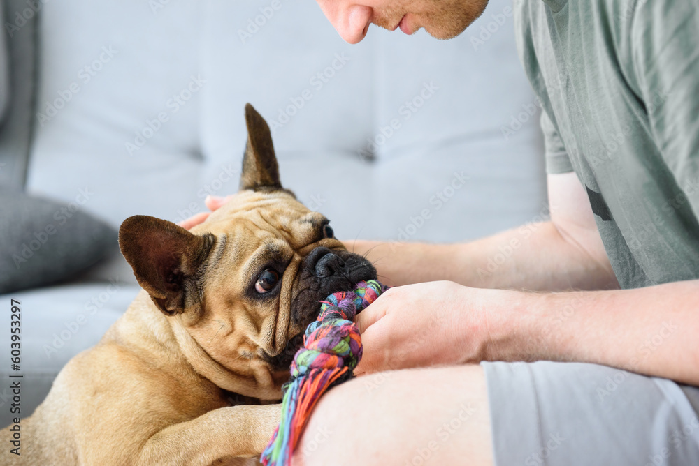 dog french bulldog brought a toy rope to the owner to play Stock