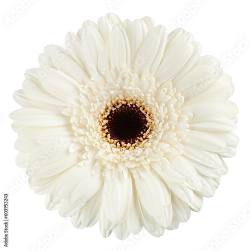 Gerbera, daisy flower, isolated on white background, full depth of field
