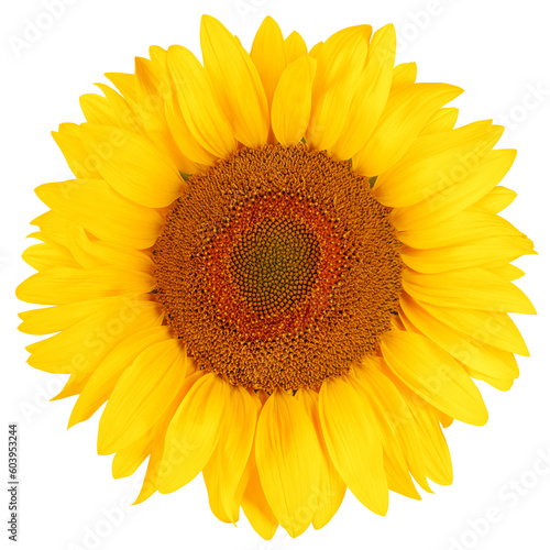 Fototapeta Naklejka Na Ścianę i Meble -  sunflower, isolated on white background, full depth of field