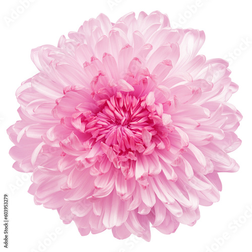 Chrysanthemum flower  isolated on white background  full depth of field