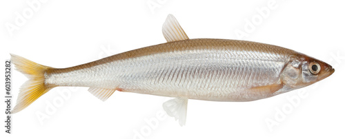smelt fish, isolated on white background, full depth of field
