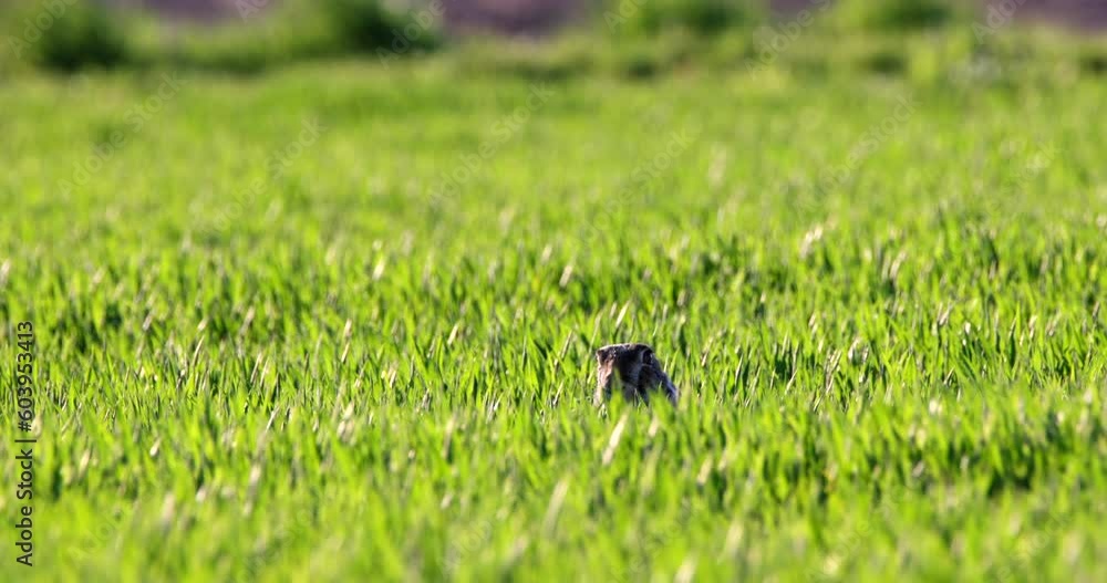 European Hare Lepus Europaeus brown animal sitting in the middle of a meadow hidden in grass windy weather. Wildlife European Hare Lepus Europaeus brown animal sitting in the middle of a meadow hidden in grass windy weather. Wildlife