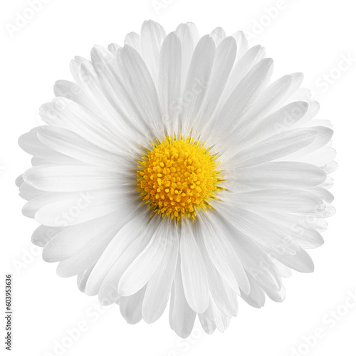 chamomile isolated on white background, full depth of field photo