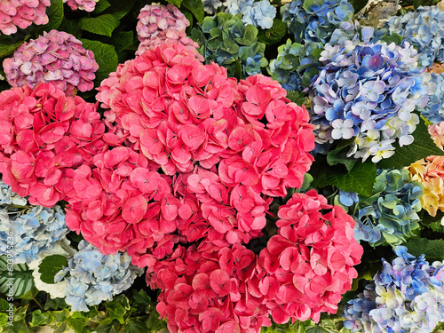 Hydrangea blooming in spring and summer in a garden