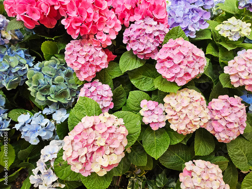 Hydrangea blooming in spring and summer in a garden
