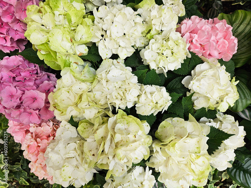 Hydrangea blooming in spring and summer in a garden