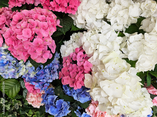 Hydrangea blooming in spring and summer in a garden