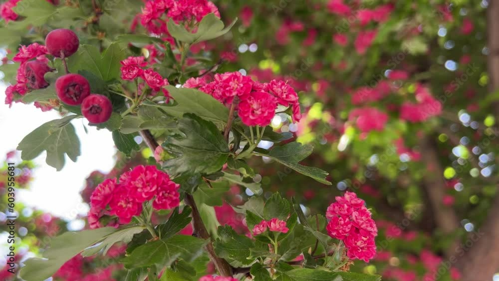 Pink flowers and red berries ornamental hawthorn tree in the garden. Pink flowers and red berries ornamental hawthorn tree in the garden.