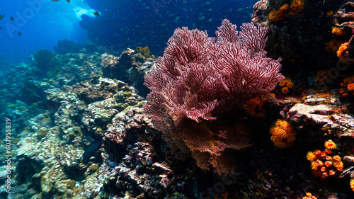 Underwater photo of beautiful red soft corals at reef