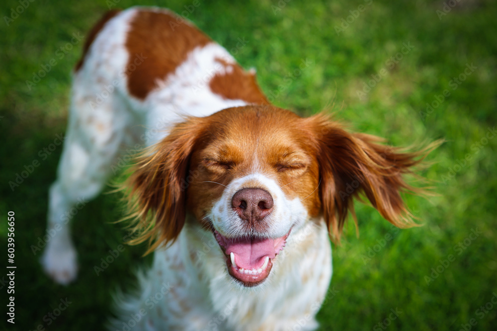 Portrait eines grinsenden Hundes 
