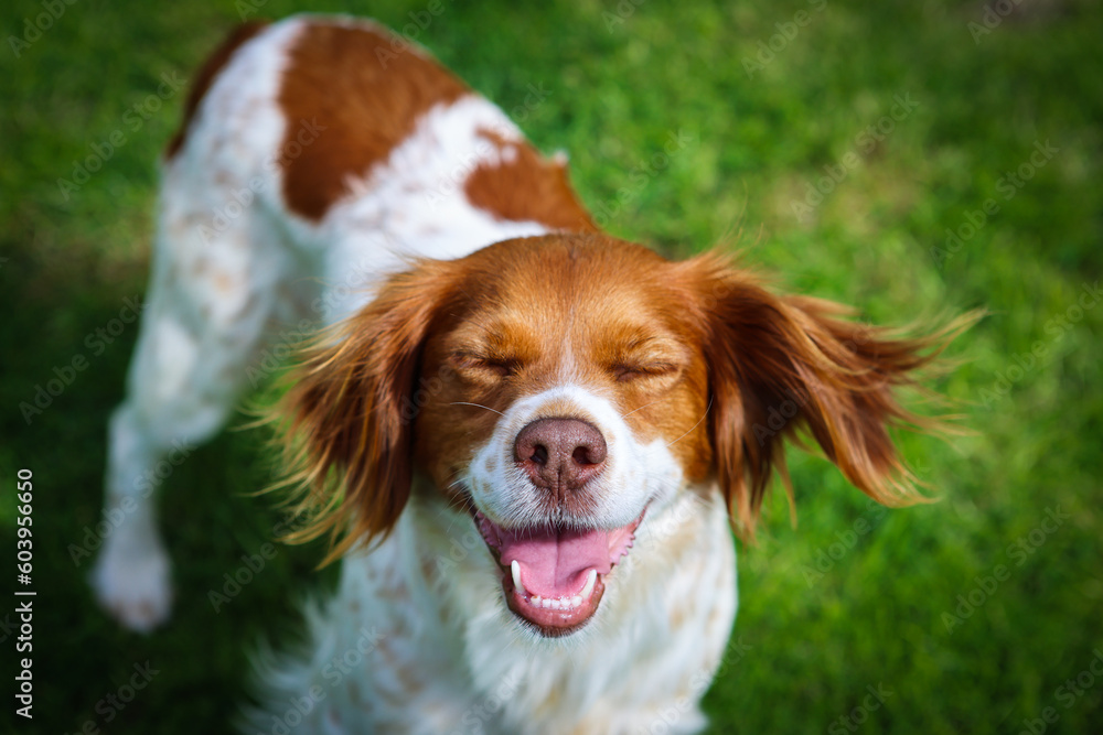 Portrait eines grinsenden Hundes Portrait eines grinsenden Hundes