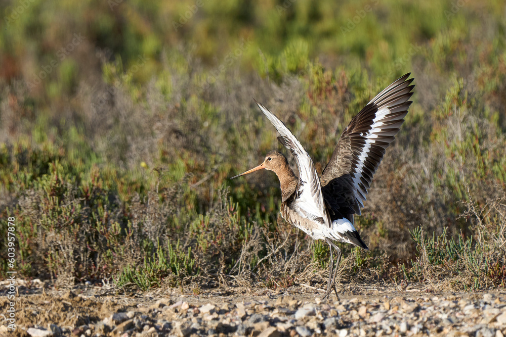 Obraz premium Black-tailed Godwit sea bird in its natural habitat in the wetlands of Isla Christina, Andalusia, Spain