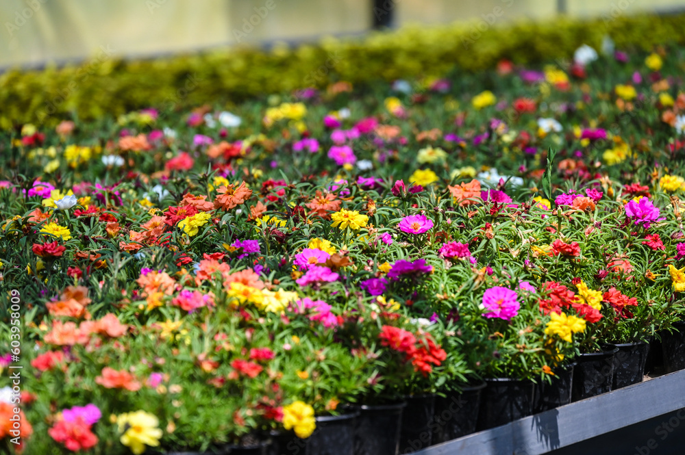 greenhouses for growing flowers