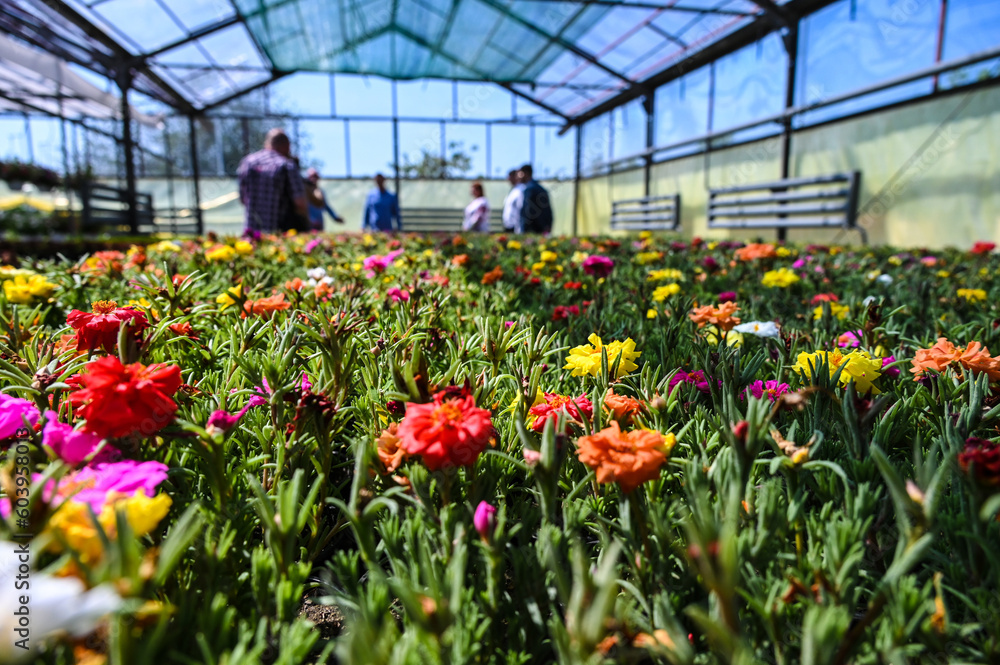 greenhouses for growing flowers