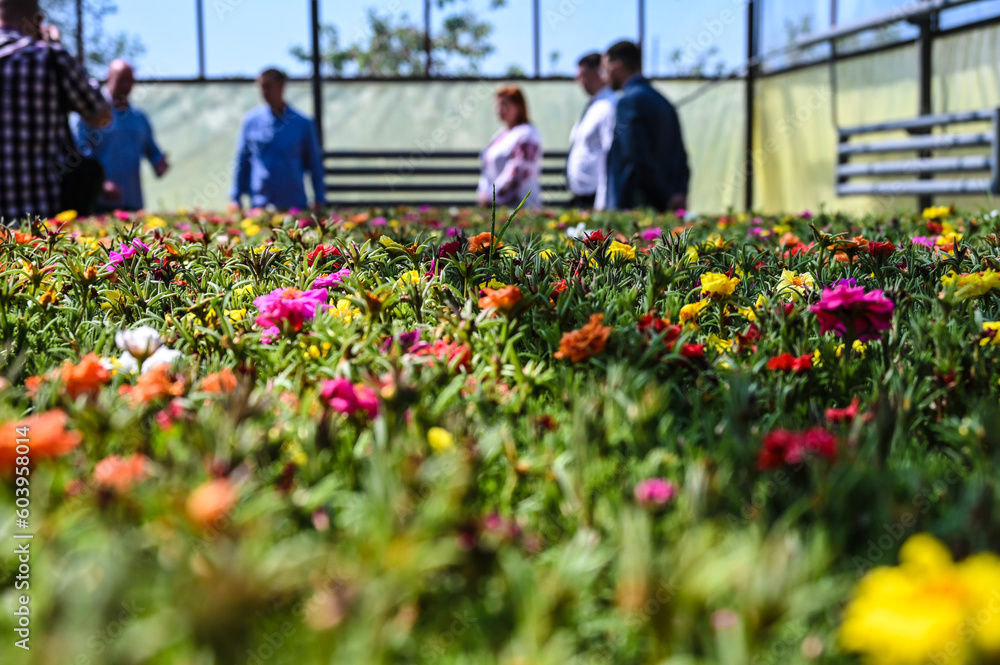 greenhouses for growing flowers