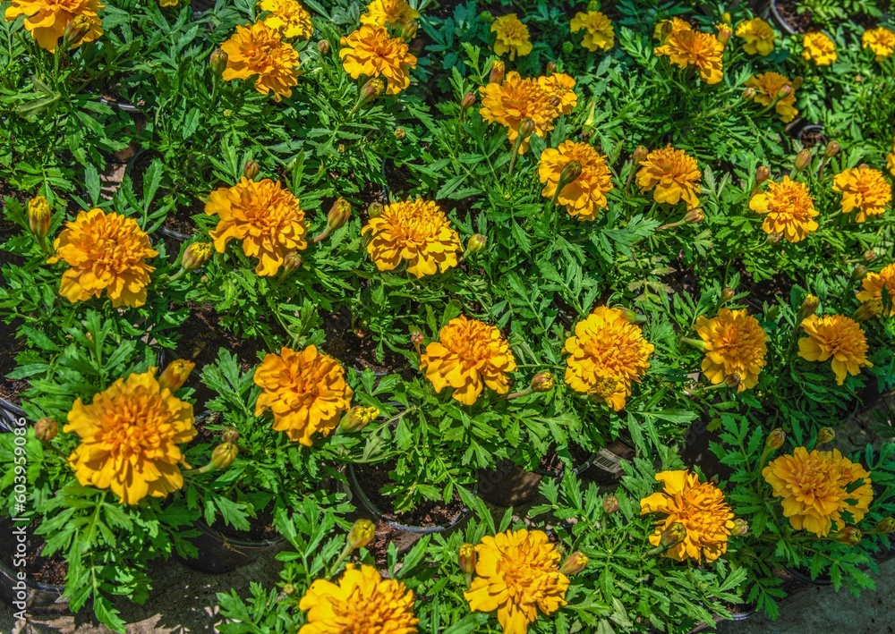 Yellow and orange marigold in the nature Yellow and orange marigold in the nature