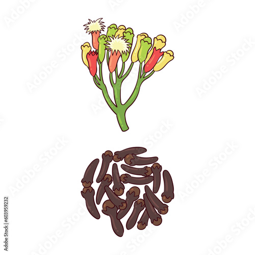 fresh cloves and dried cloves