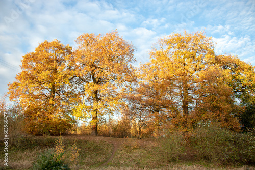 Autumn trees landscape.