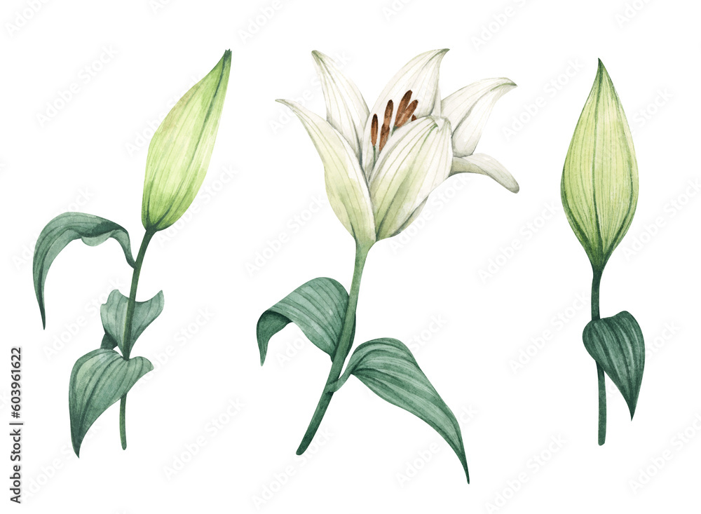 Set of White lilies. White flowers for greeting cards, wedding invitations, birthday cards, stationery. Isolated on white background. Watercolor illustration. Set of White lilies. White flowers for greeting cards, wedding invitations, birthday cards, stationery. Isolated on white background. Watercolor illustration.