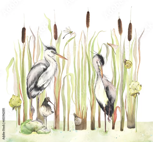 Naklejka na ścianę Watercolor isolated illustration with cattails plants, herons birds, cute small swamp bird, snails, dragonflies and flowers lotus.
