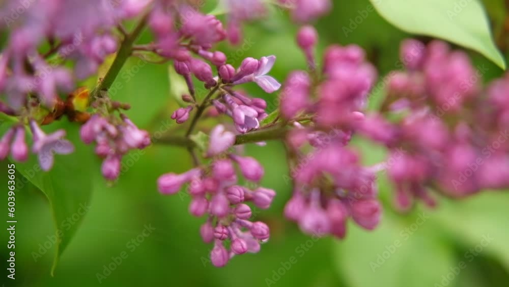 Blossoming spring Lilac branches with Violet flowers Banner. Flowering tree in the garden against green leaves. High quality video for wallpaper, travel blog, magazine, Digital billboards. Bio eco ad Blossoming spring Lilac branches with Violet flowers Banner. Flowering tree in the garden against green leaves. High quality video for wallpaper, travel blog, magazine, Digital billboards. Bio eco ad