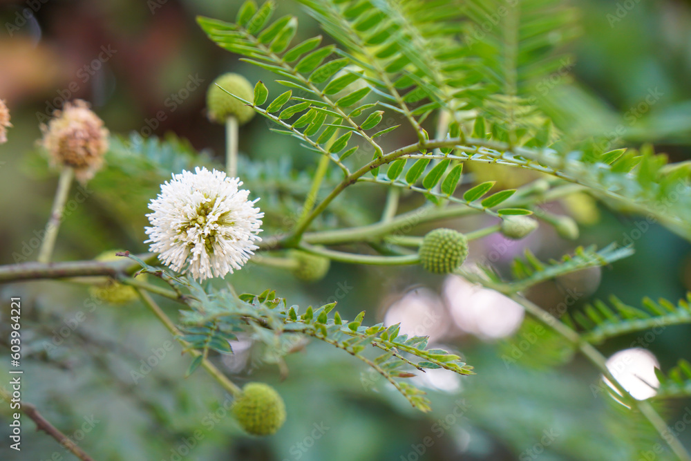 Close up flower of White Popinac, Horse tamarind, Lead tree or Wild tamarind. Edible tree. homegrown. Close up flower of White Popinac, Horse tamarind, Lead tree or Wild tamarind. Edible tree. homegrown.