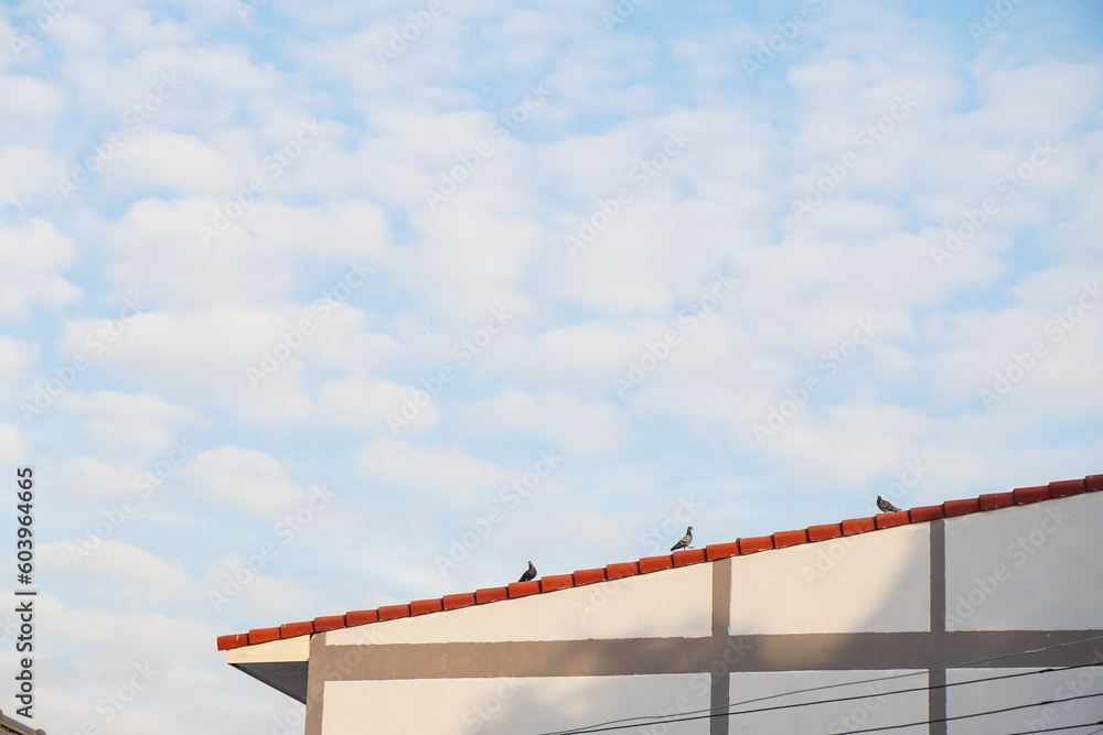 Obraz premium focus on three pigeon walking on red tiles roof of modern white house style with blue sky and white cloud in sunshine day. Wildlife in city. Nature background.