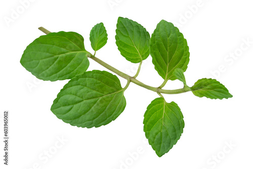Fresh peppermint leaves isolated on white background