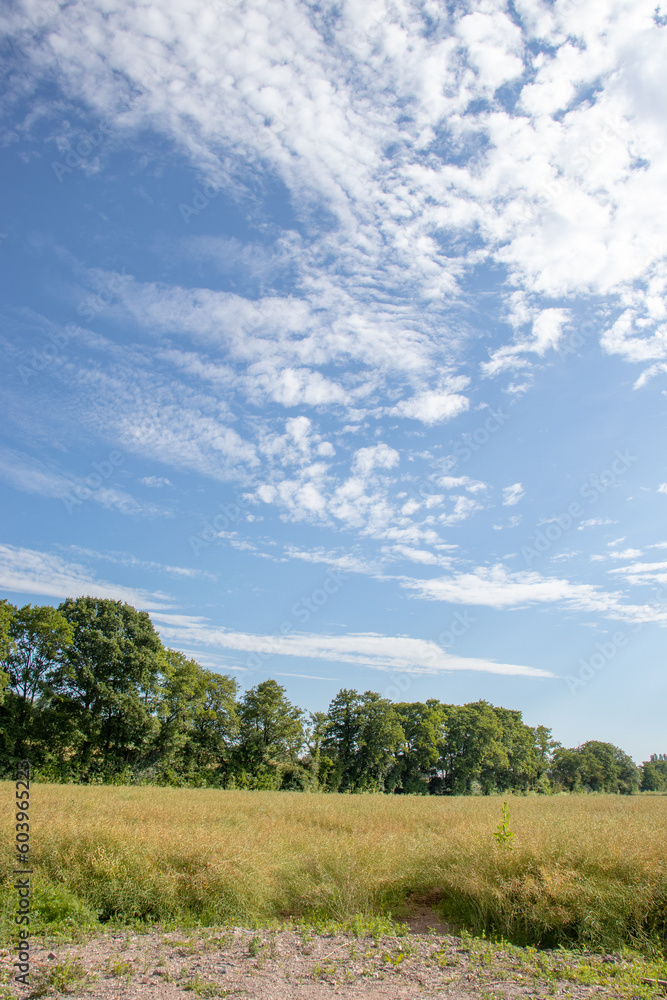 Rural landscape in the summertime.