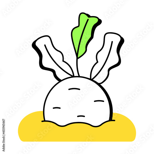 Radish Root