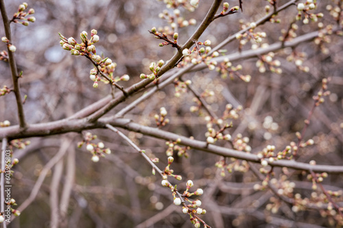 White flower buds on apple tree (Malus domestica)  in early springtime. 
