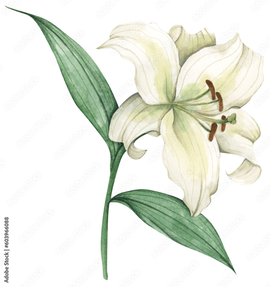 Watercolor painting of White lily for greeting cards, wedding invitations, birthday cards, stationery.