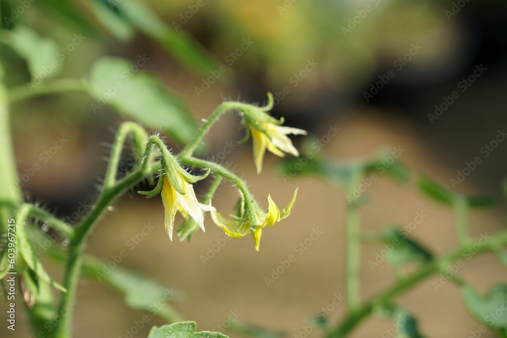 Yellow flowers of tomato tree in morning light. Fresh homegrown, organic vegetables, green food. Plant plot in urban farming.