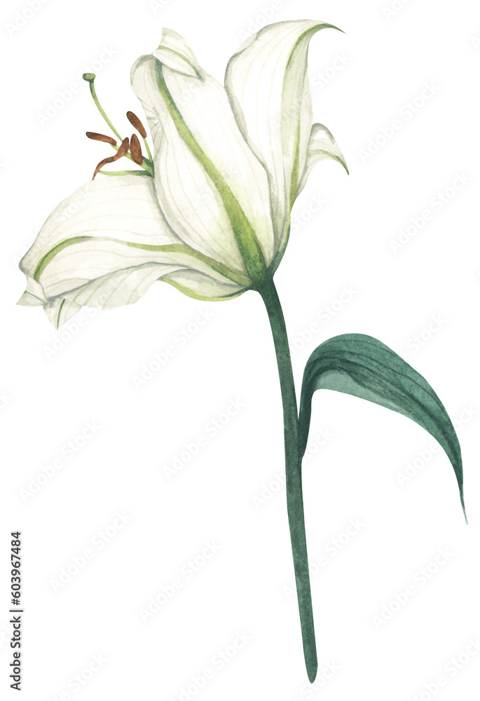 Obraz premium Watercolor painting of White lily for greeting cards, wedding invitations, birthday cards, stationery.