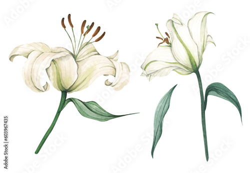 Set of White lilies. White flowers for greeting cards, wedding invitations, birthday cards, stationery. Isolated on white background. Watercolor illustration.