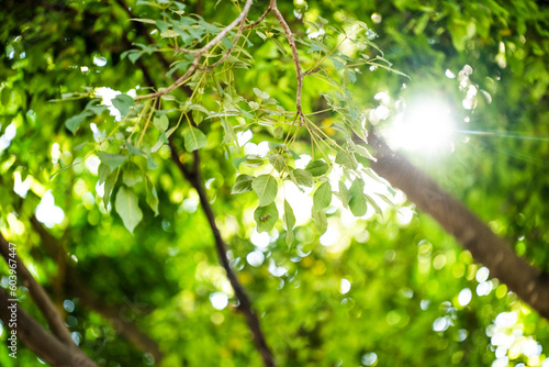 Tropical green leaves with sun rays abstract background 