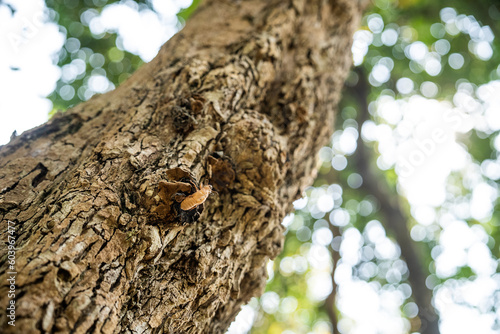 cicada stains on tree and bokeh background