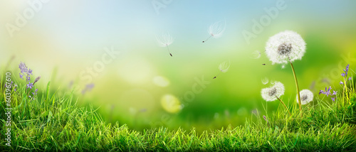 Dandelion weed seeds blowing across a spring, summer garden lawn with a bright lush green sunny background