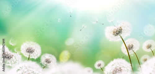 Fototapeta Naklejka Na Ścianę i Meble -  Dandelion weed seeds blowing across a brightly lit spring garden with a blurred bokeh sunny foliage background