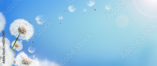 Dandelion weed seeds blowing across a sunny summer blue sky background.