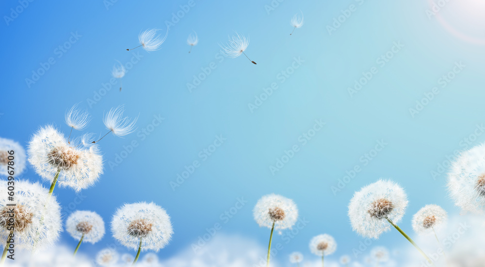 Obraz premium Dandelion weed seeds blowing across a sunny summer blue sky background.