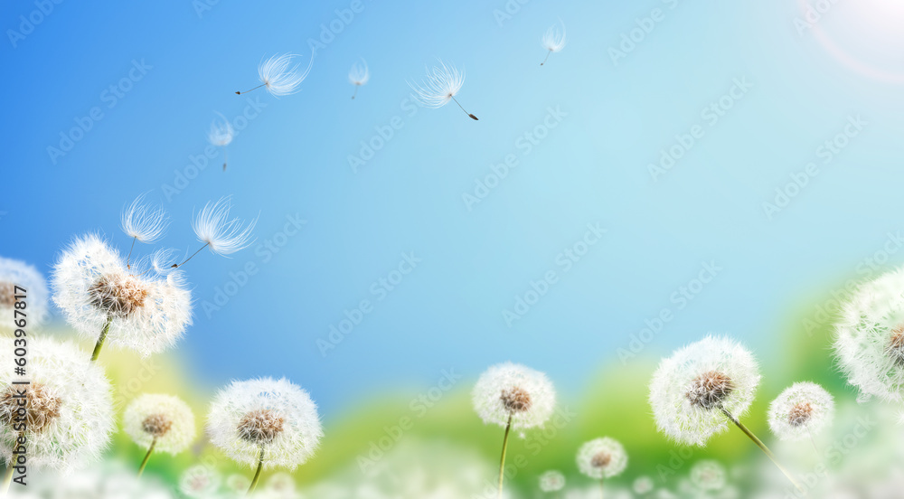 Dandelion weed seeds blowing across a sunny summer blue sky and green grass background.