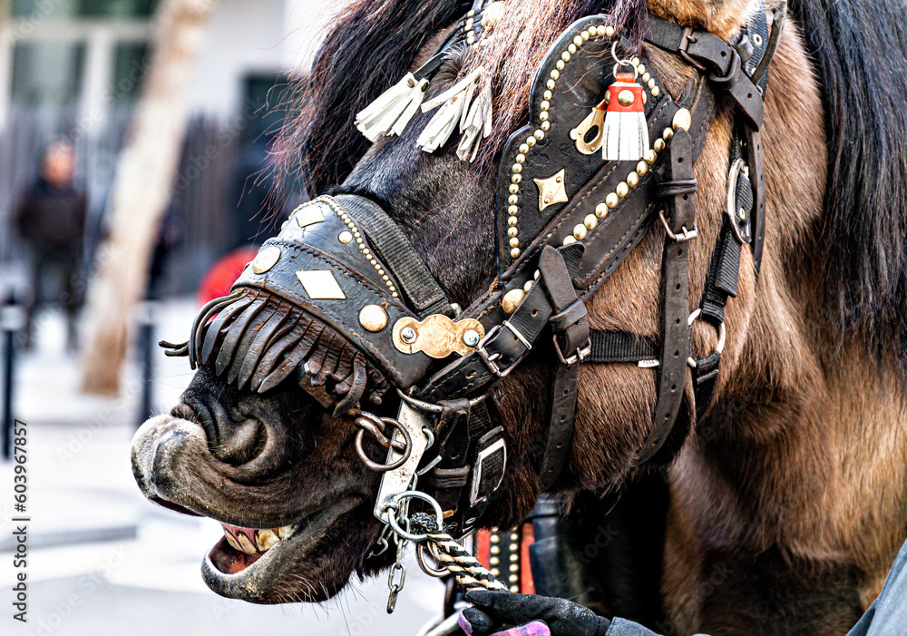 Close-up of the head of a horse with reins in the festival of San Antoni Abad, protector of animals	
