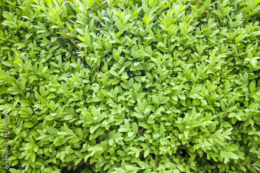 Natural background of young boxwood leaves.
Natural background of young boxwood leaves.